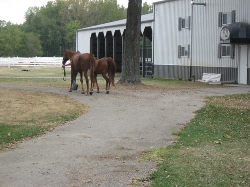 Property photo 36 - 80 Acres Offered in 4 Tracts - Horse Farm
